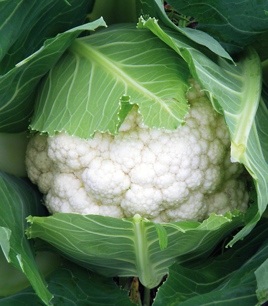 Cauliflower - Snowball Y Improved - St. Clare Heirloom Seeds Cauliflower - Snowball Y Improved - St. Clare Heirloom Seeds