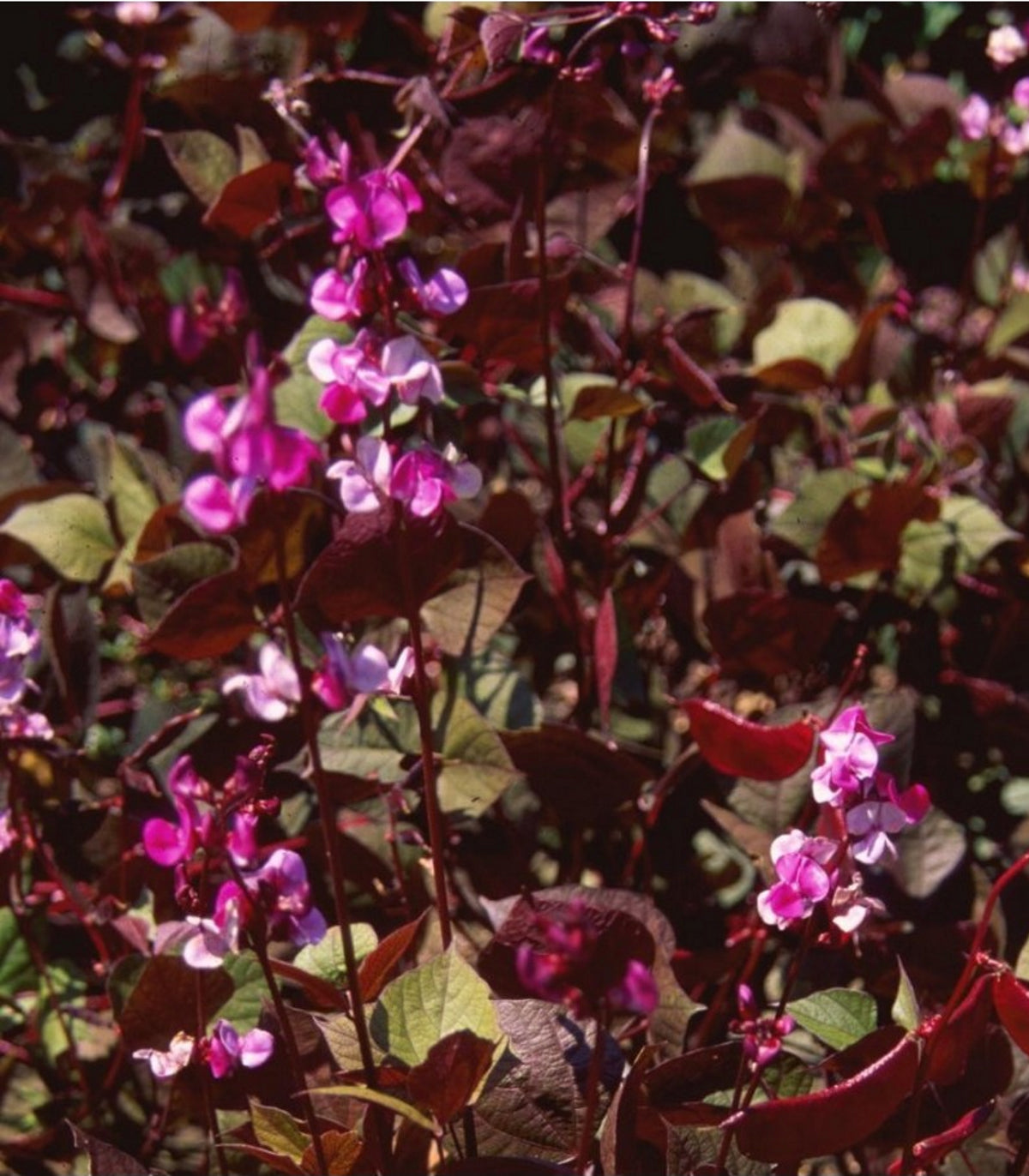 Hyacinth Bean Red Leaf 15 Seeds (Dolichos Lablab Purpureus) Heirloom