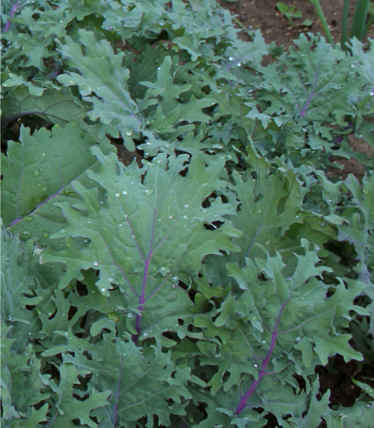 Kale Red Russian 500 Seeds (Brassica Napus Pabularia) Heirloom Open po