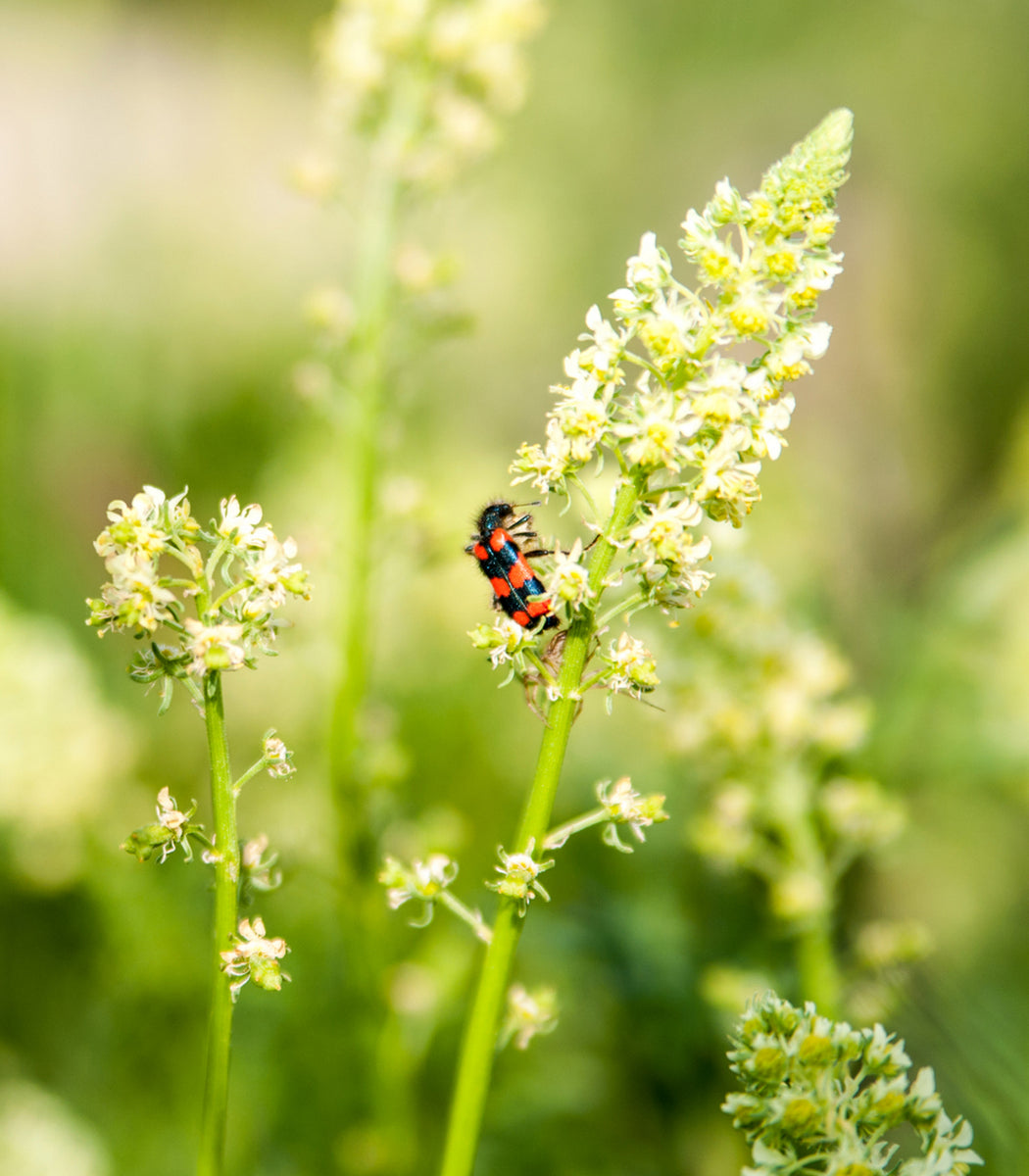 Mignonette 250 Seeds (Reseda odorata) Heirloom Open pollinated ...