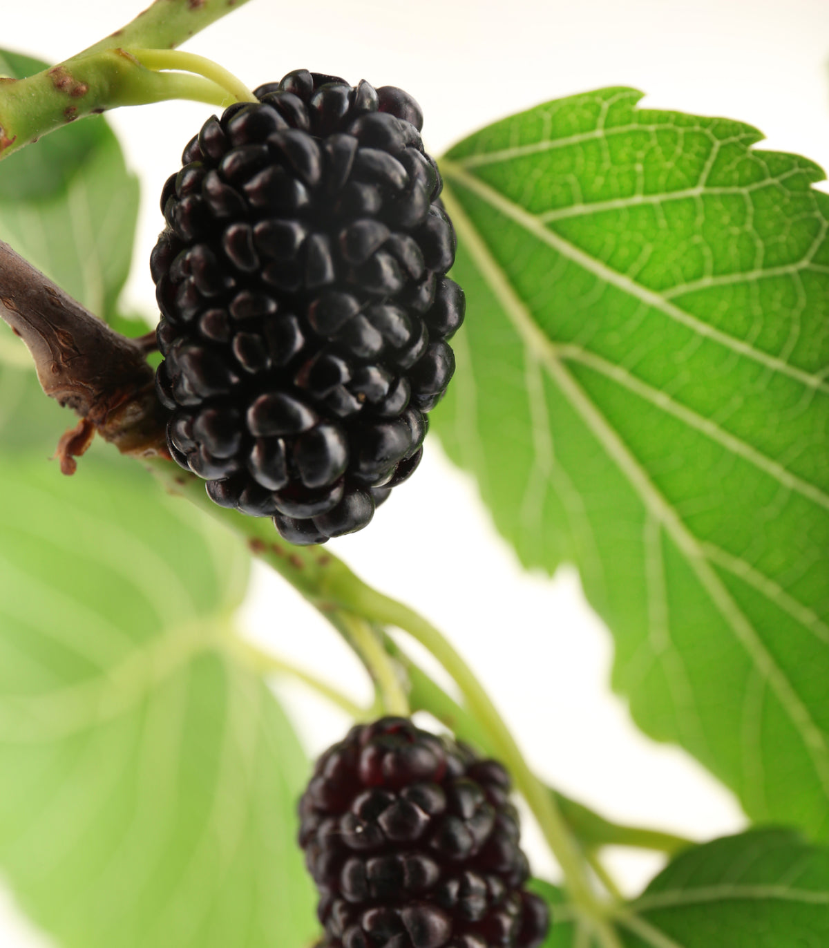 Mulberry Black 50 Seeds (Morus nigra) Heirloom Open pollinated