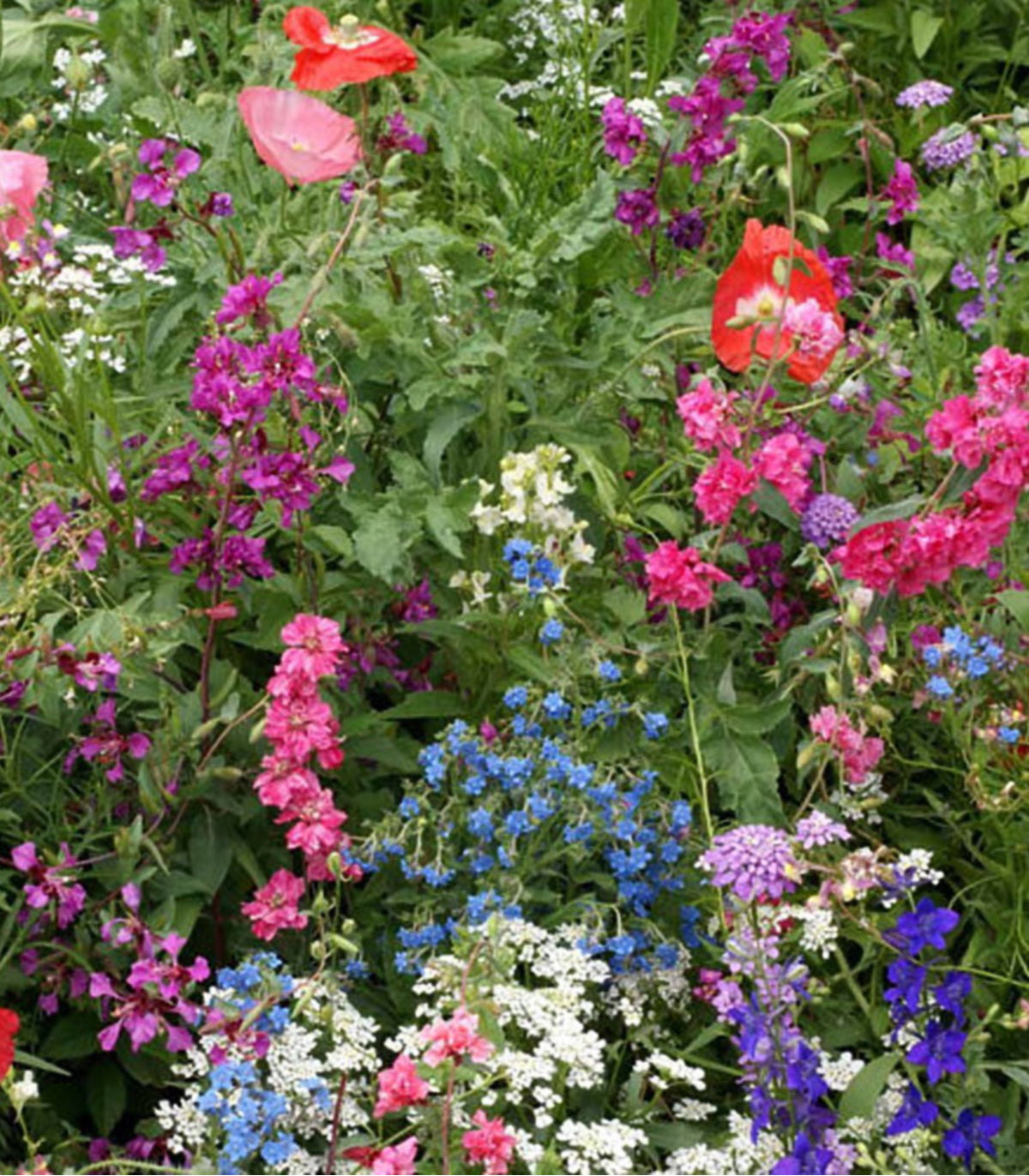 perennial flower seeds for shade Partial Shade Flower Mix (Annuals and Perennials) 3,000 Seeds