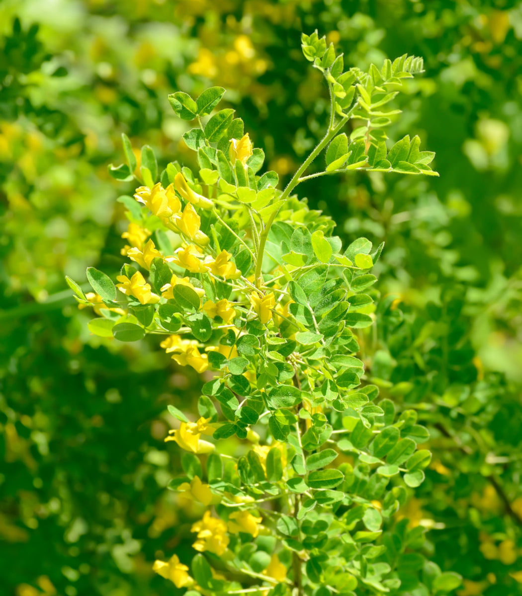 Siberian Pea Shrub 50 Seeds (Caragana arborescens) Heirloom Open polli ...