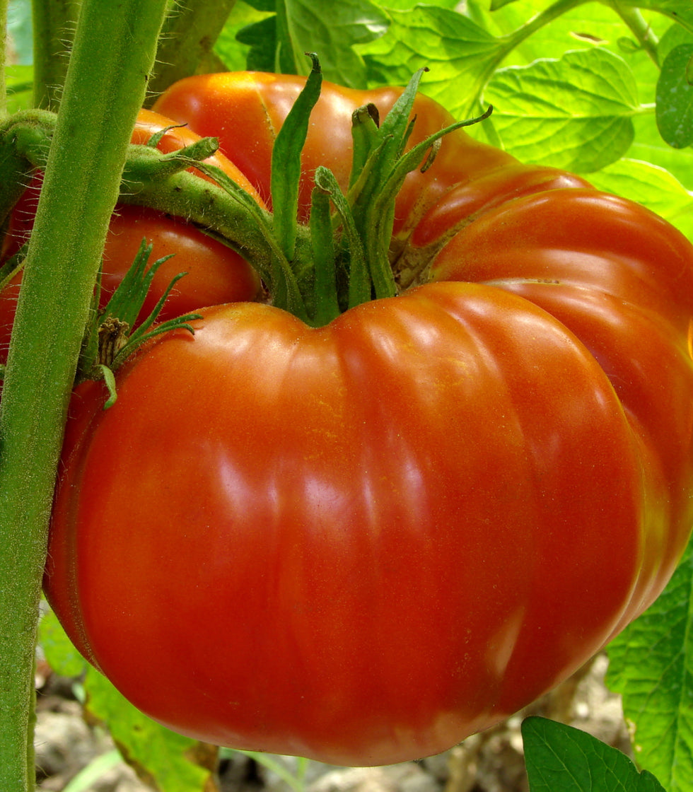 Tomato Big Beef 50 Seeds (Solanum lycopersicum) Heirloom Open ...