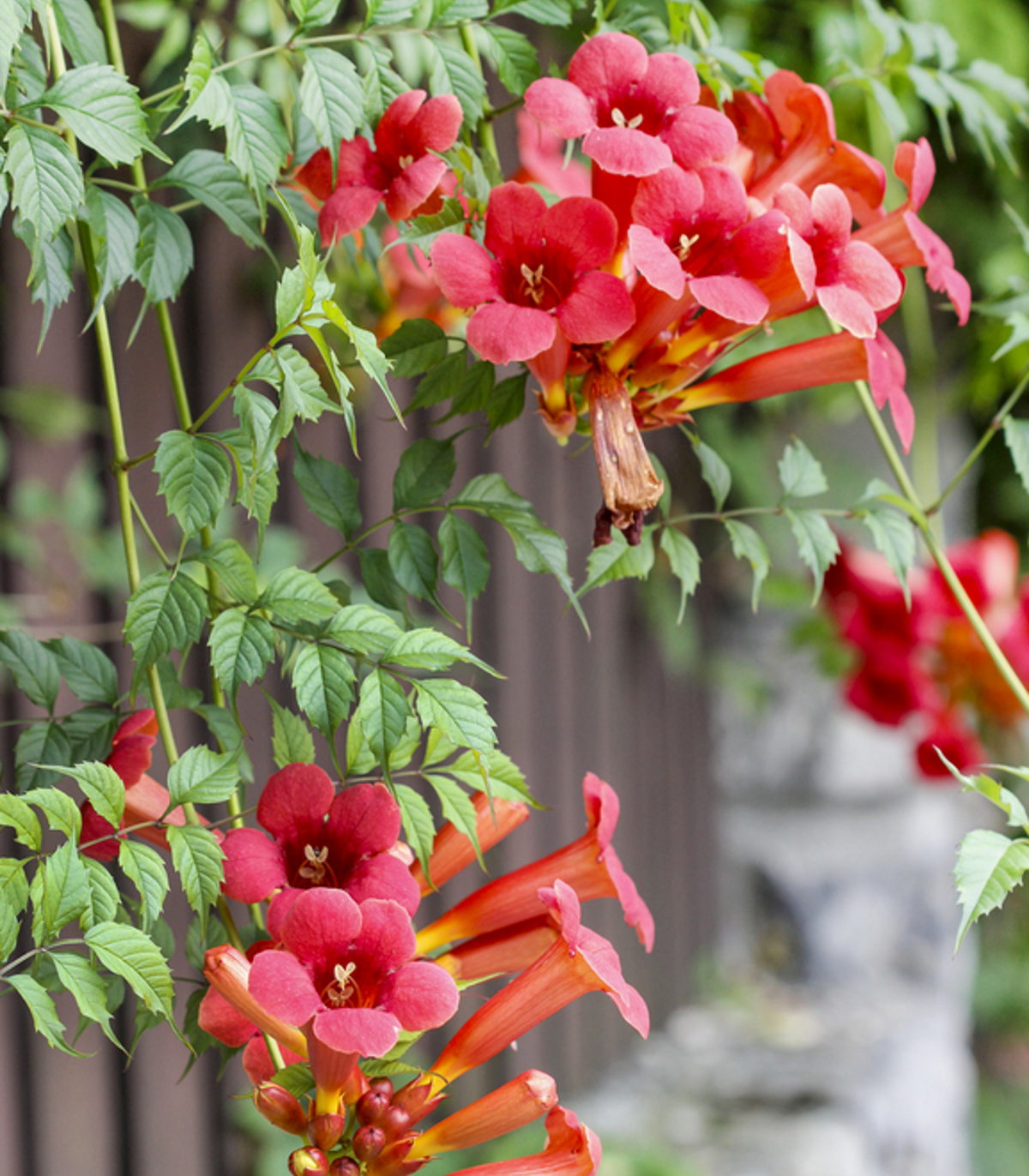 Trumpet Vine Red 100 Seeds (Campsis radicans) Heirloom Open Pollinated –  Earthcare Seeds