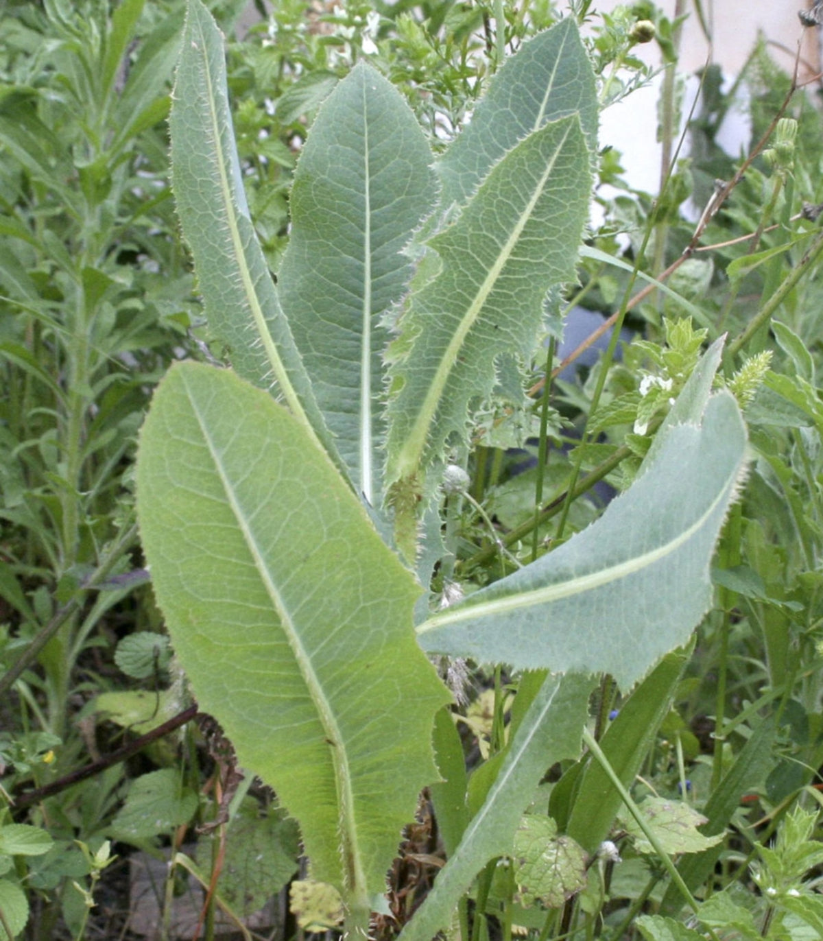 Wild Lettuce 50 Seeds (Lactuca Virosa) Heirloom Open pollinated