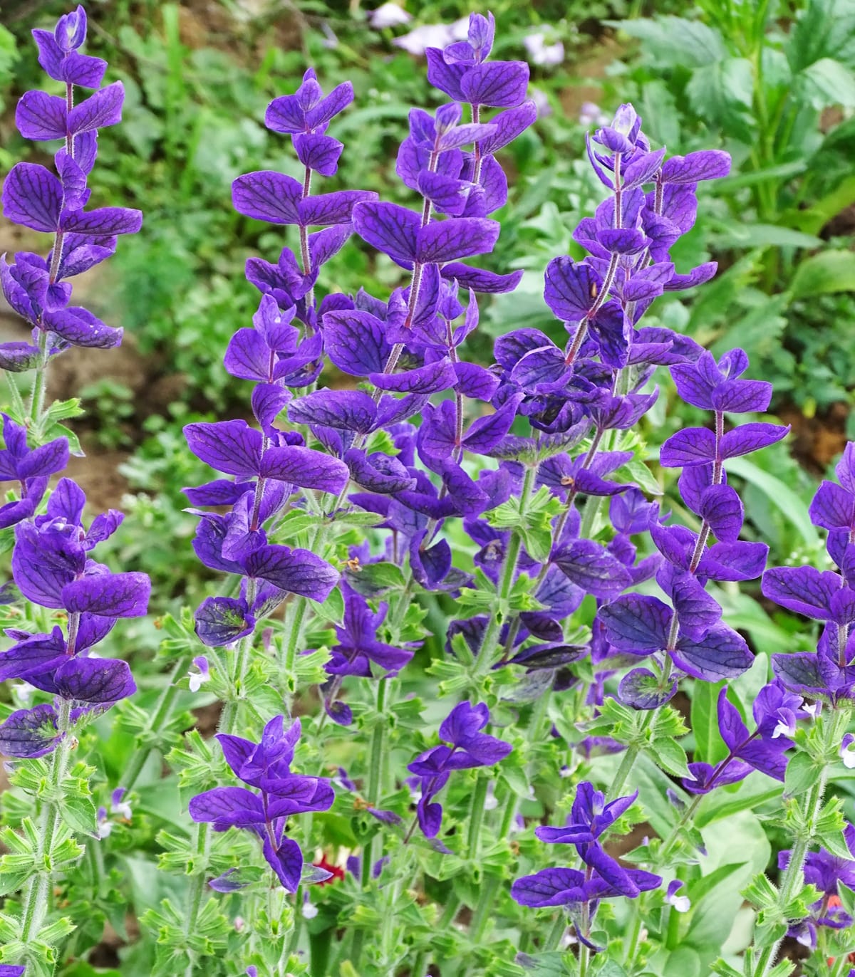 clary sage plant Clary Sage Blue Monday 500 Seeds (Salvia horminum) Heirloom Open Poll