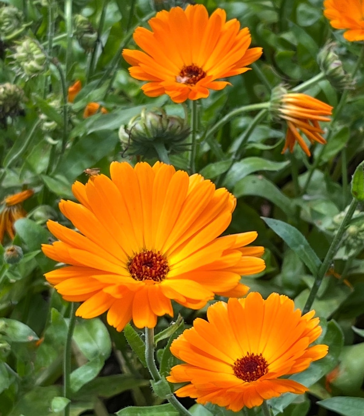 Marigold English Pot Marigold 500 Seeds (Calendula Officinalis) Heirlo
