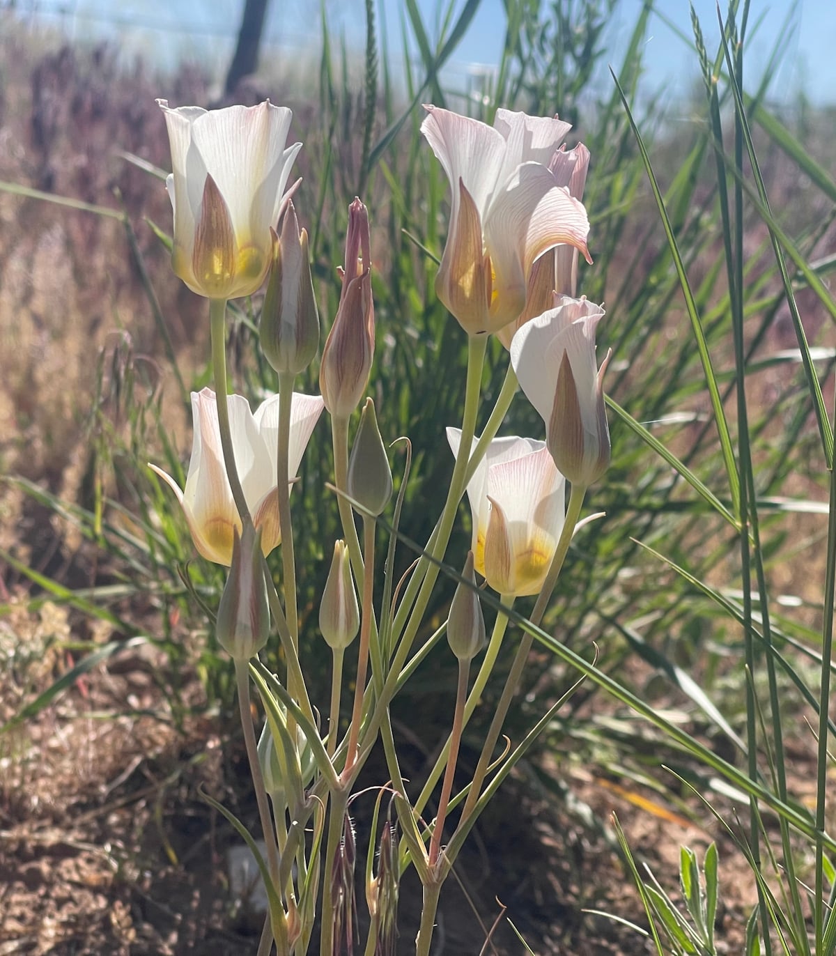sego lily flower Sego lily